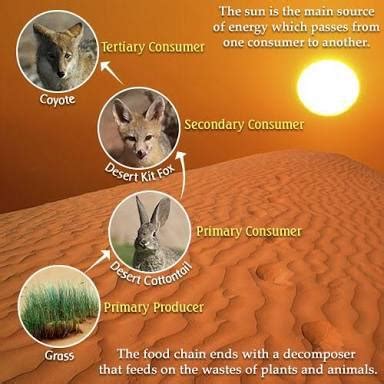 give an example of food chain in desert ecosystem - Brainly.in