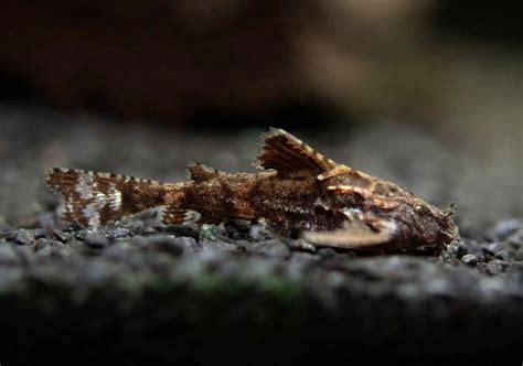 Stone Catfish as Hara jerdoni | FRESHWATERAQUATICA