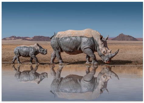 RhinosWalk | Art Gallerie – ArtGallerie