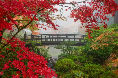 Japanese Garden Bridge Leaves Emuse: Cowden Garden In Autumn