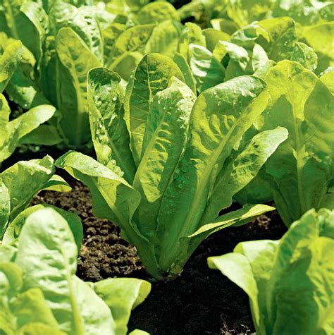 10 Best Radish Companion Plants to Grow Together