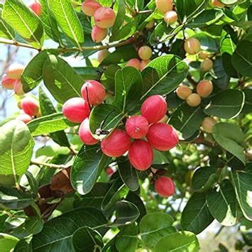 M-Tech Gardens Karonda Cherry (Carissa carandas) Cherry Fruit Live ...