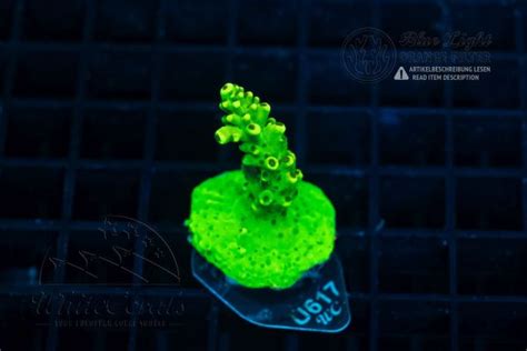 SPS Acropora Korallen online kaufen | Whitecorals