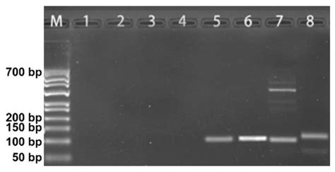 An Accurate and Rapid Way for Identifying Food Geographical Origin and ...