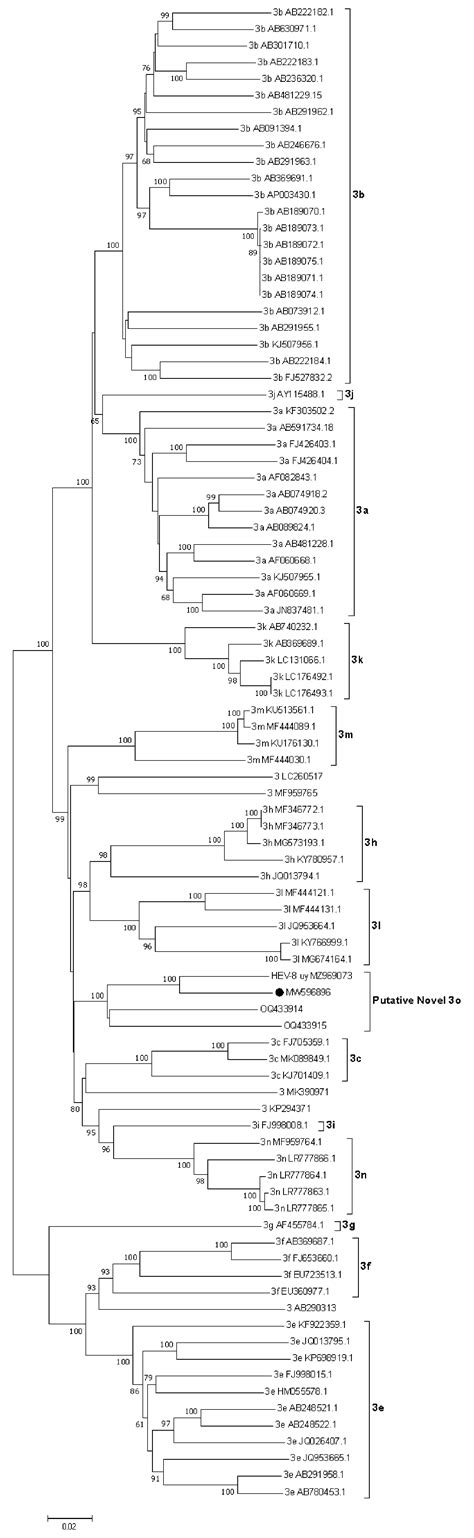 Epidemiology Update of Hepatitis E Virus (HEV) in Uruguay: Subtyping ...