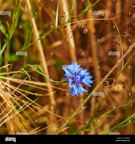 Macro of blue cornflower (Centaurea cyanus) in a grain field Stock ...