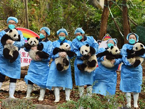 How Much Do Panda Cuddlers Make at Amanda Moretz blog
