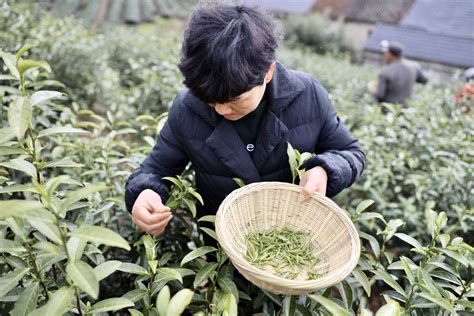 江西吉水：采春茶-人民图片网