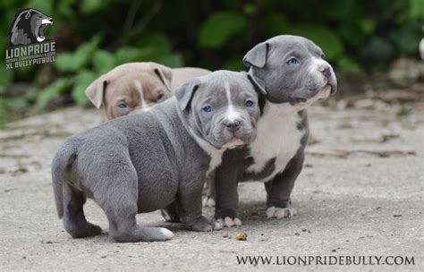 Bully Blue Pitbulls Puppies