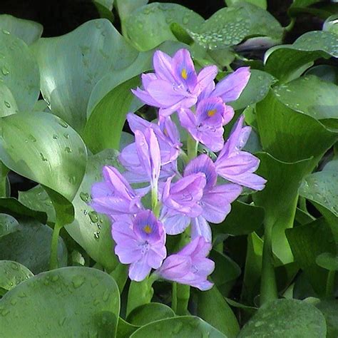 Gachwala Water Hyacinth Live Aquatic Plant (Eichhornia crassipes ...