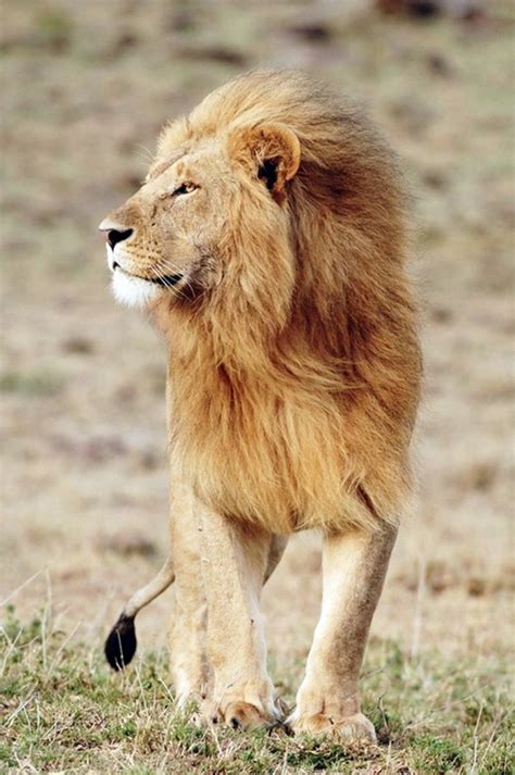 Image result for Lion Algorithm