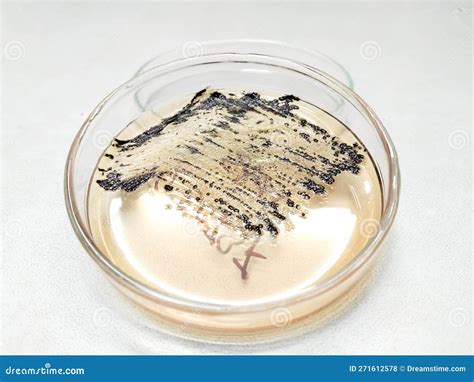 A Agar Plate of Staphylococcus Aureus (foodborne Pathogen) with Black ...