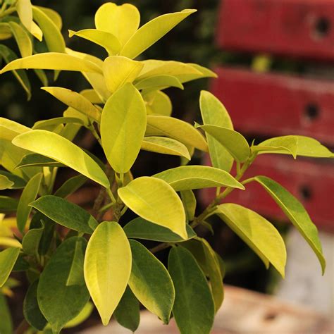 Ficus Panda - Plant – Lalit Enterprise