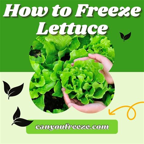 Can You Freeze Lettuce? Here's How You Can Do This