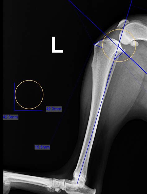 TPLO — Warm Springs Pet Hospital