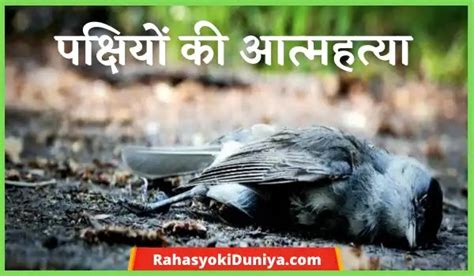 पक्षियों की आत्महत्या का रहस्य | Jatinga Haunted Story In Hindi