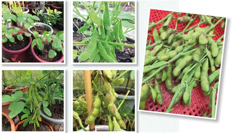 第985期：大豆是不是黄豆？毛豆是什么豆？一文搞掂 all the beans - 佛老扯英文