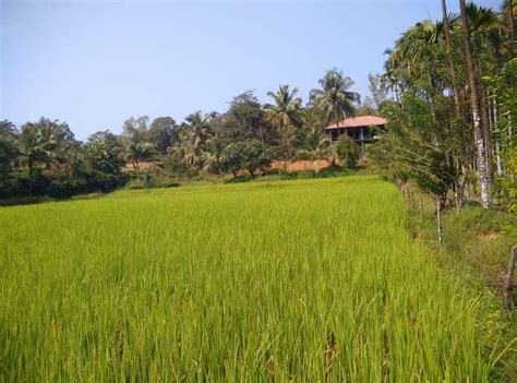 The Soothing Grove Homestay, Sagara, Shimoga - Homestay Advisor