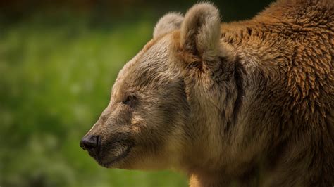 Brown bear wakes up from hibernation and kills 38 reindeer calves | Live Science