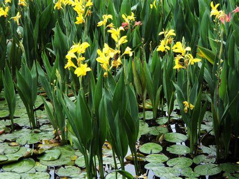 Yellow Flowers In The Pond Free Stock Photo - Public Domain Pictures