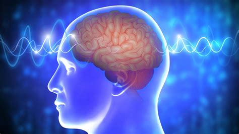 Brain Parts And Functions Diagram