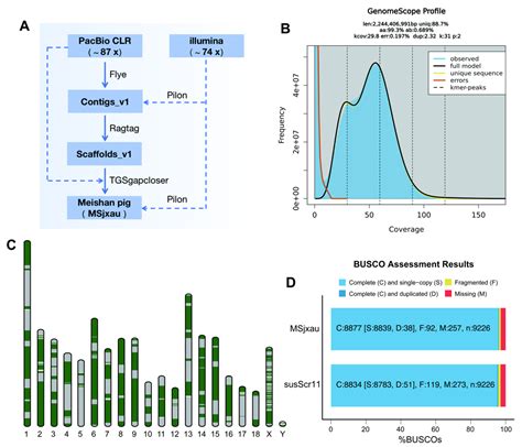 Chromosome-Level Genome Assembly of the Meishan Pig and Insights into ...