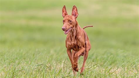 Il Cirneco dell'Etna, elegante e scattante cacciatore
