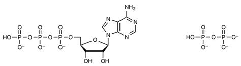 How Prebiotic Chemistry and Early Life Chose Phosphate