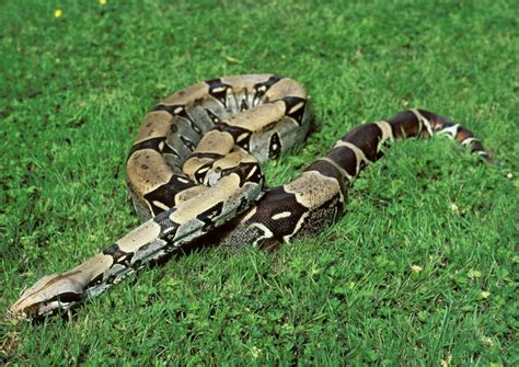 Are There Snakes In Hawaii? (Find Out!) - TravelPeri