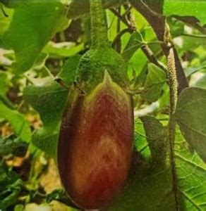 Garden – Page 2 – Viha Online