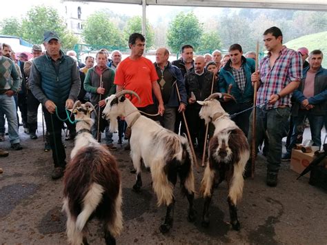 Exito de público y participación en el I Concurso de Cabras Mantrinas ...