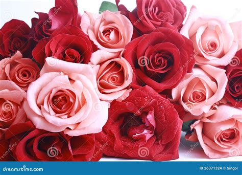 Red and pink rose stock photo. Image of leaves, dreamy - 26371324