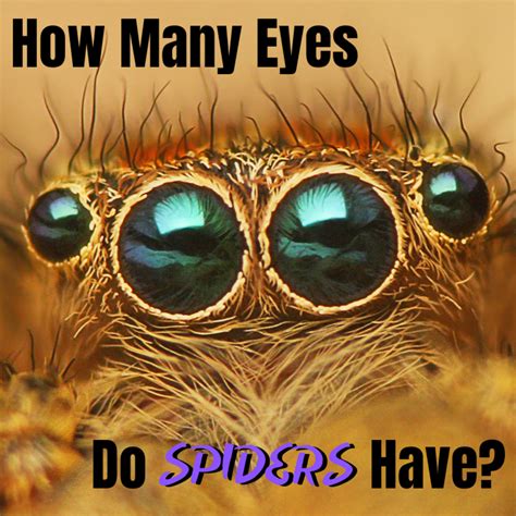 Wetenschap in de 17e eeuw - Geesteswetenschappen 2025