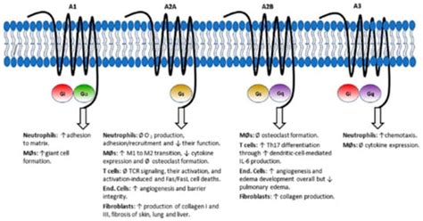 Folic Acid Antagonists: Antimicrobial and Immunomodulating Mechanisms ...