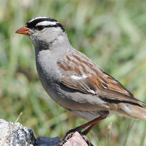 Common Birds In Colorado Springs