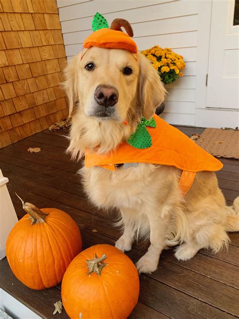 My Pumpkin. Harper. | Dog halloween costumes, Best dog halloween ...