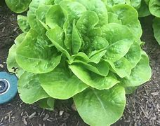 Image result for ButterCrunch Lettuce Growing