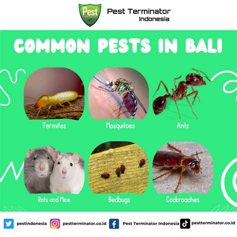 Common Pests in Bali