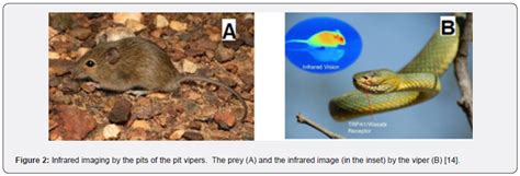 Image result for Alien Betta Fish Clear