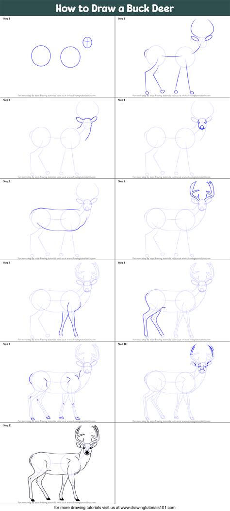 Image result for Buck Drawing Tutorial