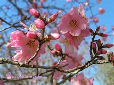 fiori mandorlo bucolicamente alberi da frutto il mandorlo fiori mandorlo bucolicamente alberi da frutto il mandorlo