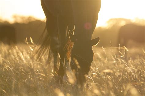Spencer in the sunset. 18.1.2018 - RoanAppaloosa