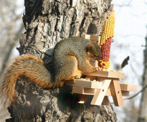 This Picnic Table Squirrel Feeder Lets Your Backyard Squirrels Sit Down ...
