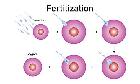 Fertilization process with step-by-step sperm egg and zygote rendering ...