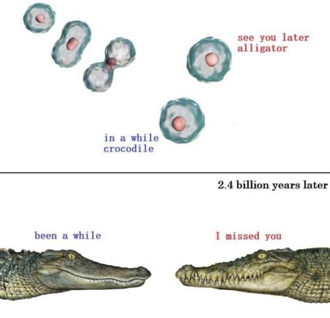 Been a while crocodile | /r/wholesomememes | Wholesome Memes | Know ...