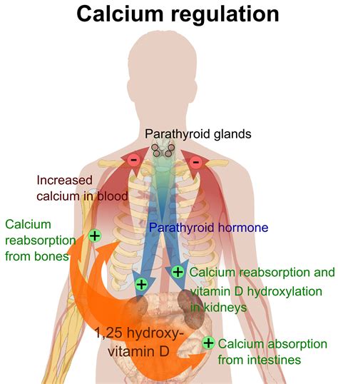 Summary-of-Calcium-Reguation-Diagram