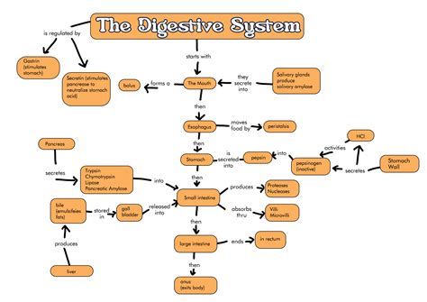 Biology Corner Digestive System Concept Map at Janice Bowen blog