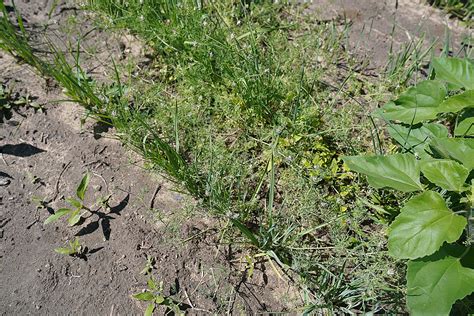 UTRGV mobile lab hopes to take agriculture education across RGV | MyRGV.com