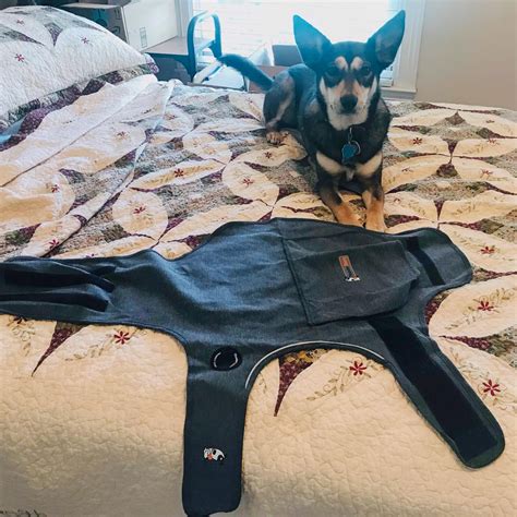 ThunderShirt for Dogs Review from a Pet Expert | Calm Your Pet Easily ...