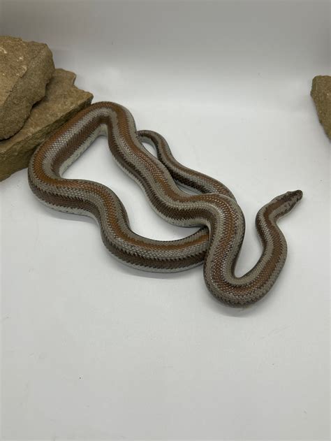 Other Snakes: Desert Rosy Boa het Albino FEMALE OS0009 | Shop Co.